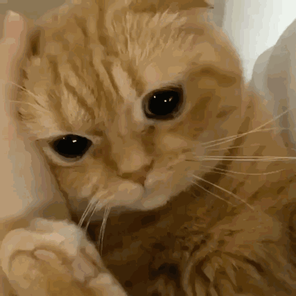 640.gif