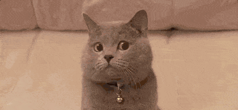 640.gif